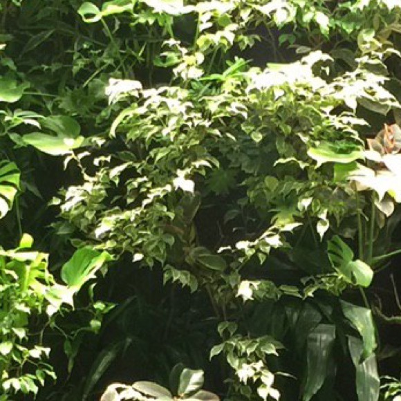 rosaghasemi